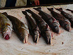 Čtvrtek 26.8.2010 - Velbloud skrývá ryby
