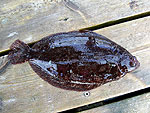 Buď platýz velký nebo platýz obecný (halibut)