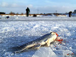 Dírkování Roudnice - lov duháků za benzínkou (26.12.2010)