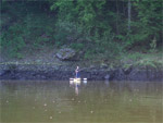 Osprey na kajaku stojící a lovící.