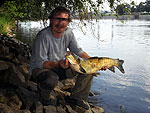 Amur bílý, 82cm / 26.7.2013 / Žernoseky